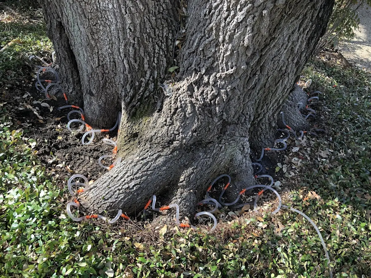 Detailed Tree Cabling and Bracing job site in Porterdale