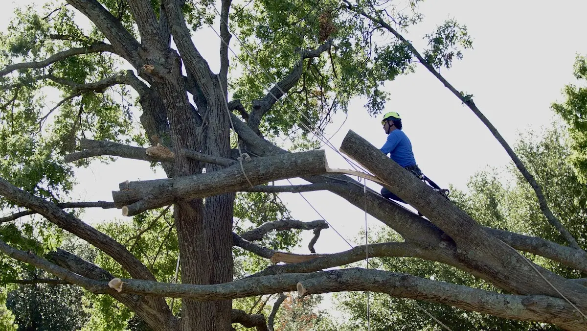 Professional Crown Thinning performed by certified arborists in Porterdale