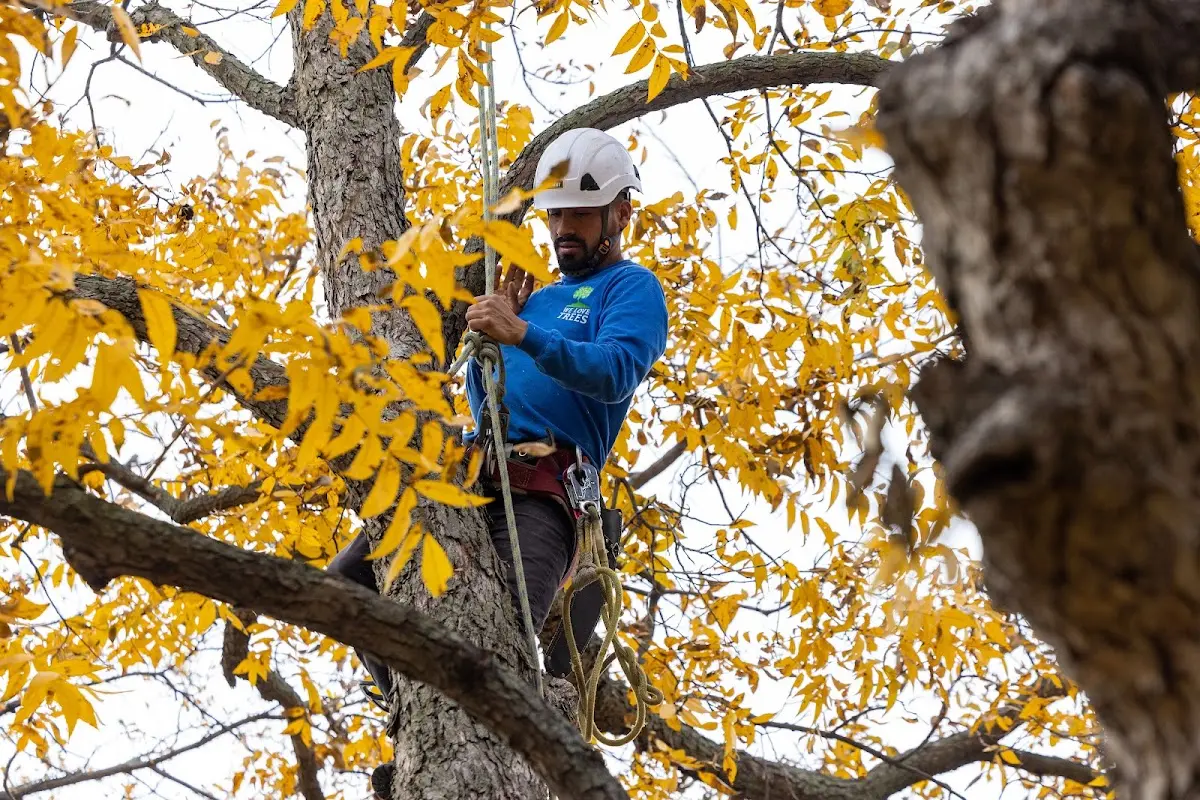 Skilled Tree Planting crew working in Porterdale