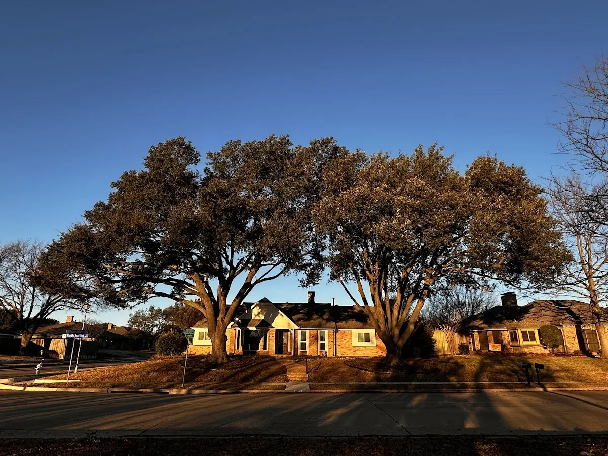 Established residential canopy tree shading a home in Porterdale